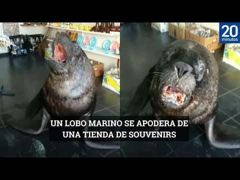 Un LOBO MARINO se apodera de una tienda de souvenirs