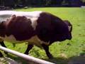 Скотоводство: Гигантский бык
