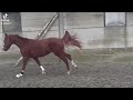 حصان الفروسية Dressuurruin met geweldig karakter