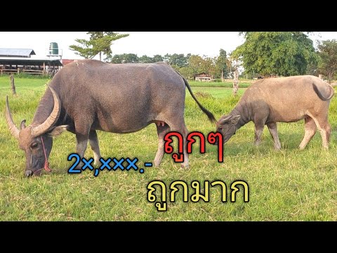 เปิดราคาควายสายพัฒนาราคาเกษตร