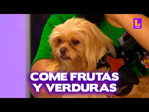 Conoce a Peluchín: el perrito fitness de la familia Solís | Sábados en Familia