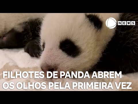 Filhotes de panda abrem os olhos pela primeira vez na vida