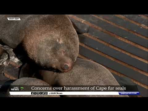 Concerns over harassment of Cape Fur Seals