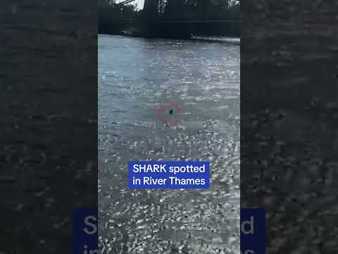 Just a SHARK in River Thames