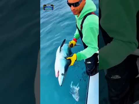 Shark attack on boat