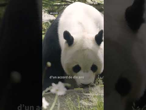 Deux pandas géants quittent l'Ecosse pour retourner en Chine