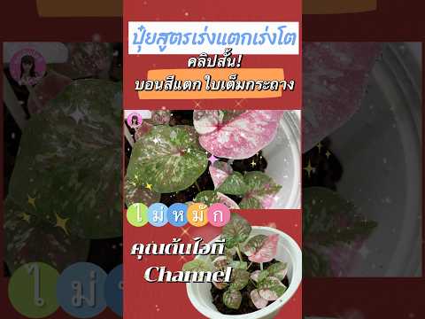 💯คลิปสั้น.สูตรเร่งแตกเร่งโต!บอ