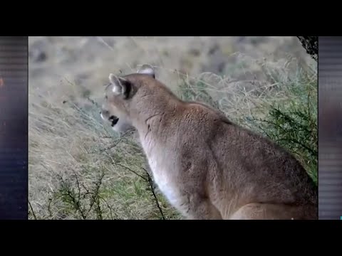 Puma andino estaría suelto y matando animales de la calle