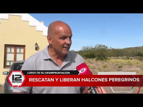 MADRYN | Rescatan y liberan halcones peregrinos