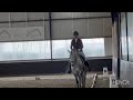 Dressage horse Knappe 8 jarige Spaanse hengst te koop