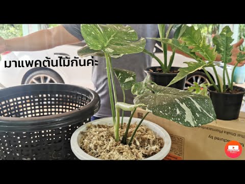 วิธีแพ็คต้นไม้แบบปลอดภัย-ใบไม่ วิธีแพ็คต้นไม้แบบปลอดภัย-ใบไม่