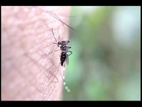 Mosquitos Wolbachia son liberados en municipios de Santa Ana
