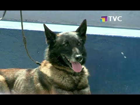 Embajada de EE.UU. donó 15 canes especializados a la Policía Nacional
