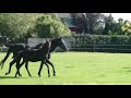 حصان الفروسية Prachtig mooi hengstveulen: Le Formidable x Rousseau x Krack C