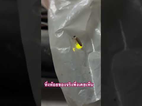 ในรอบหลายปีดีใจมากพึ่งได้เจอหิ