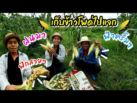 EP178เก็บข้าวโพด-ผลผลิตรอบแรกแ EP178เก็บข้าวโพด-ผลผลิตรอบแรกแ