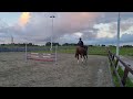 Eventing horse Allround top paard