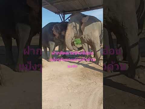 🐘🐘ตัวโตหัวใจสีชมพู