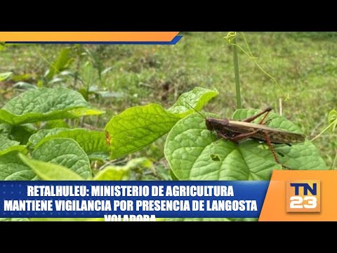Retalhuleu: Ministerio de Agricultura mantiene vigilancia por presencia de langosta voladora