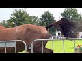 حصان الفروسية GELDERSE KAMPIOENE VOOR DE TOEKOMST EN PROK GEKEURD: ROSA-AMANDA