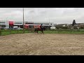 Dressuurpaard Stoere 4 jarige KWPN ruin