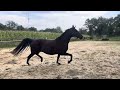 Dressage horse Dressuur merrie GLAMOUDALE X MATARO X BALZFLUG