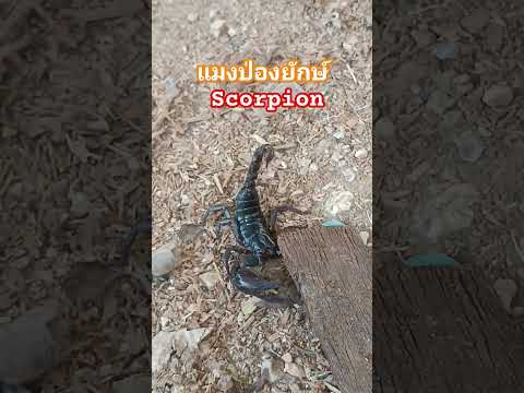 แมงป่องยักษ์scorpion