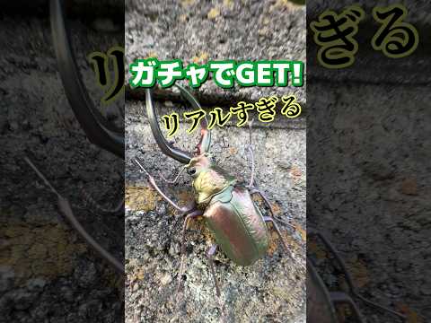 おばあちゃんにドッキリ仕掛けます！笑 リアルすぎるクワガタをガチャでGET！#クワガタ #ガチャ #ドッキリ #おばあちゃん