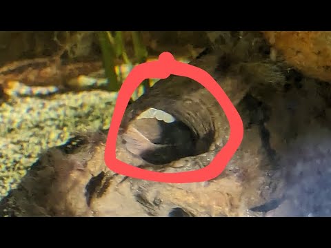 Red Lizard Whiptail Catfish Breeding!!!!! - The Ro More babies!!!!!! Found out that I have TWO whiptails on eggs!!! Let's discuss!!!!