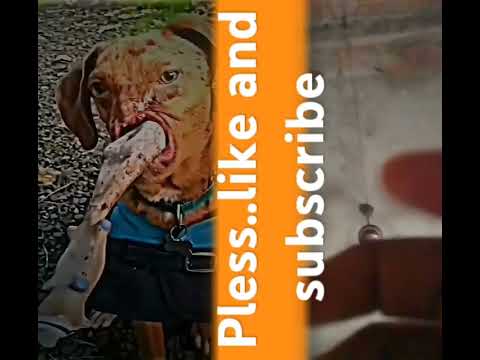 pless ... support this dog #dogshorts #dogtrainer #doglife#dog dog# dogsuport #pets