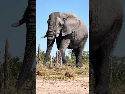 So majestic, yet very demure