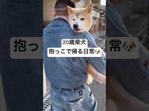 20歳柴犬の成長とできること・できないことについて サムネイル