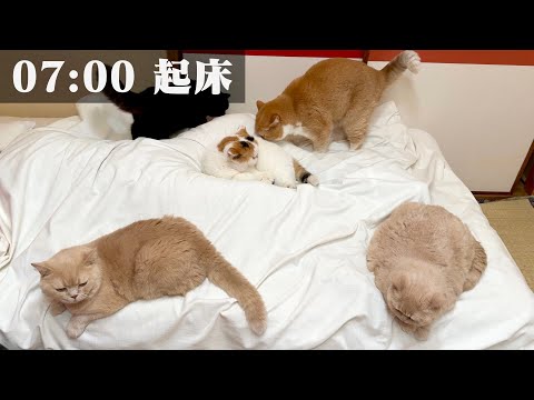 AM7:00から始まる母のルーティン｜家事、猫6匹のお世話、趣味の時間を全部見せます