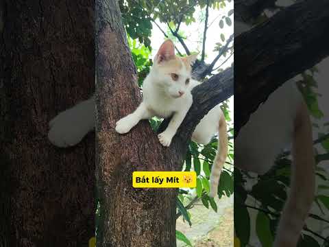 QUAY XE PHÚT CUỐI: MÈO ĐIÊN KHÓC RÒNG 🤡#meo #vutrudramameo #xuhuong #meme