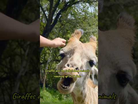 Giraffe #animals #wildlife #reels #nature #forest #shortsfeed #youtubeshorts #shorts #viralshorts