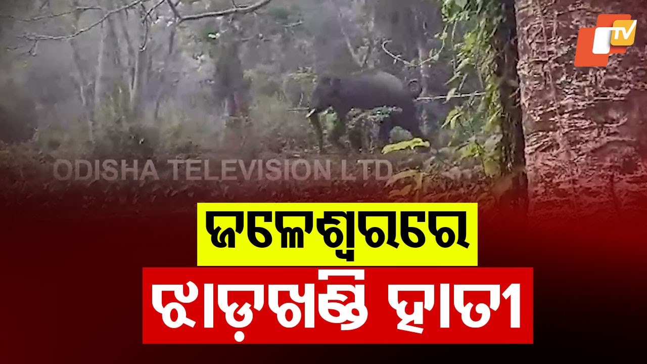 One Dead in Elephant Attack in Odisha's Jaleswar