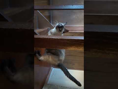 猫の動画サムネイル - 睡眠プロデュース がライブ配信中！