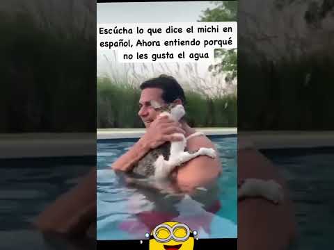 #viral #español #españa #cat #gatos #animals #trend #shortvideo #shorts #short #pool #viralshort