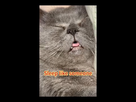 Sleep like someone#cat #funny #shorts #subscribe