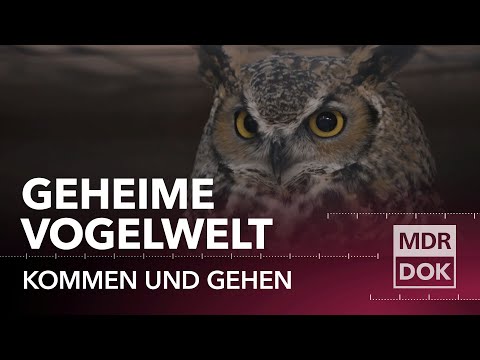 Das Geheimnis der Vögel · Von Uhulogen und Karmingimpeln | Tierdoku bei MDR DOK