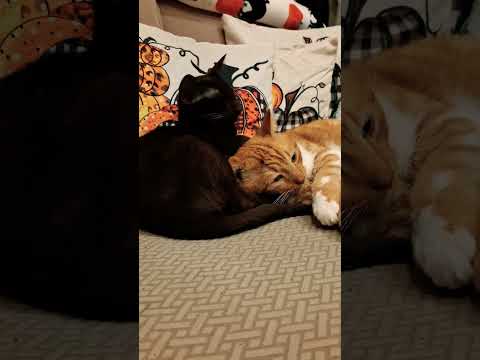 Приехало много гостей! Что делать?! Цитаты Стетхема #коты #юмор #цитаты