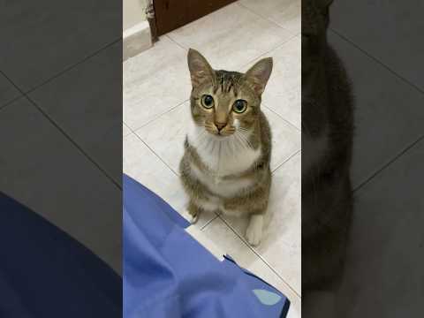 手を使わずに楽しめる猫のかわいさと癒しポイント サムネイル