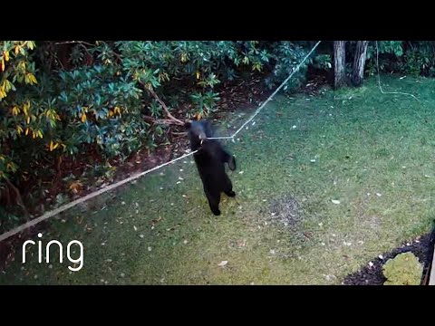 Smart Bear Checks for Bird Feed in a Peculiar Spot | RingTV