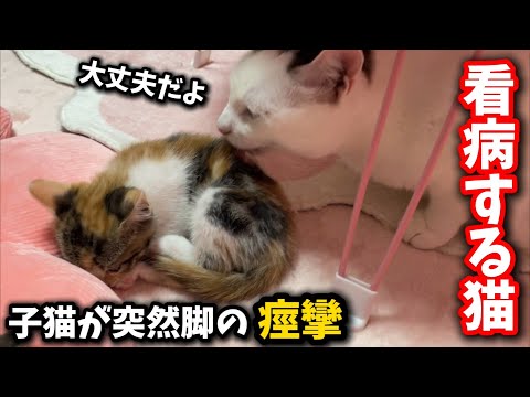 夜中に脚が痙攣した子猫を見守る優しい先輩猫の行動 サムネイル
