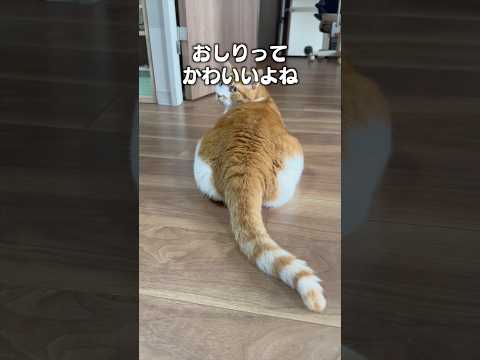 猫のお尻に癒される！かわいさ満載の猫あるあるソング サムネイル
