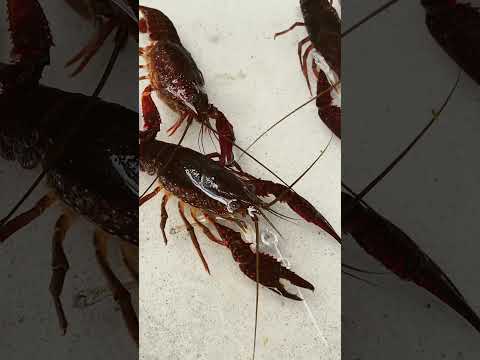 2025.8 ザリガニ　煮干しを美味しそうに食べてます　#ザリガニ #aquarium #terrarium #fishtank #煮干し#生き物好き #fishkeeping #生き物系