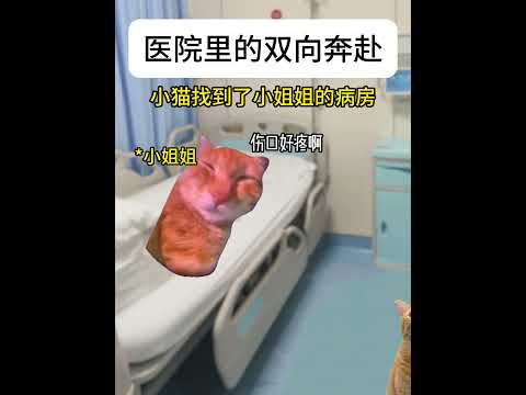 癒やしと笑いを届ける小猫のかわいい行動とミーム動画 サムネイル
