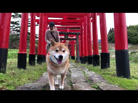 郡山市のパワースポット高屋敷稲荷神社を柴犬まるがくぐります