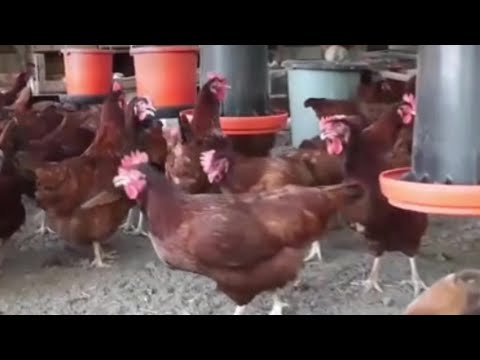 Consolida Rioverde inversión para la operación de granjas avícolas