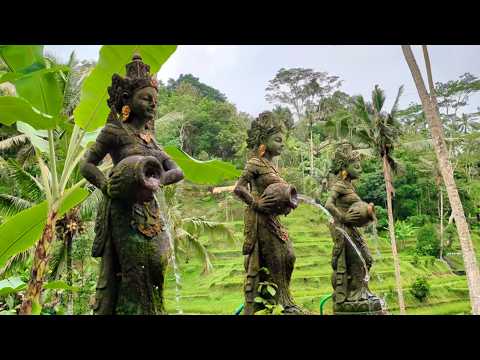 Shinrin-yoku - the art of forest bathing 森林浴